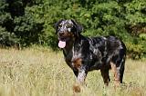BEAUCERON - PUPPIES 227